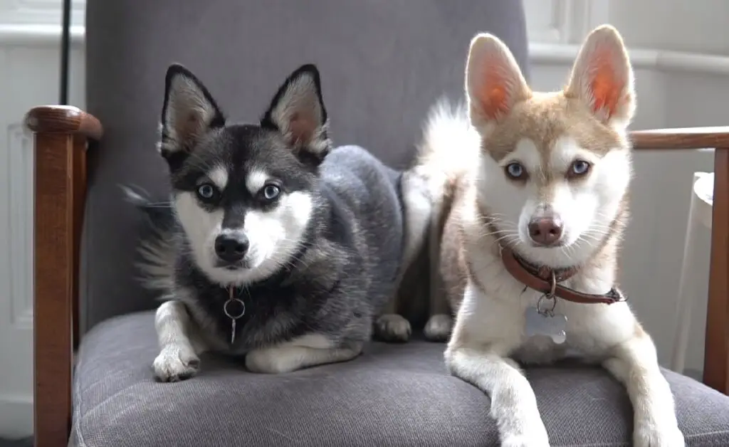 types de chiens husky
