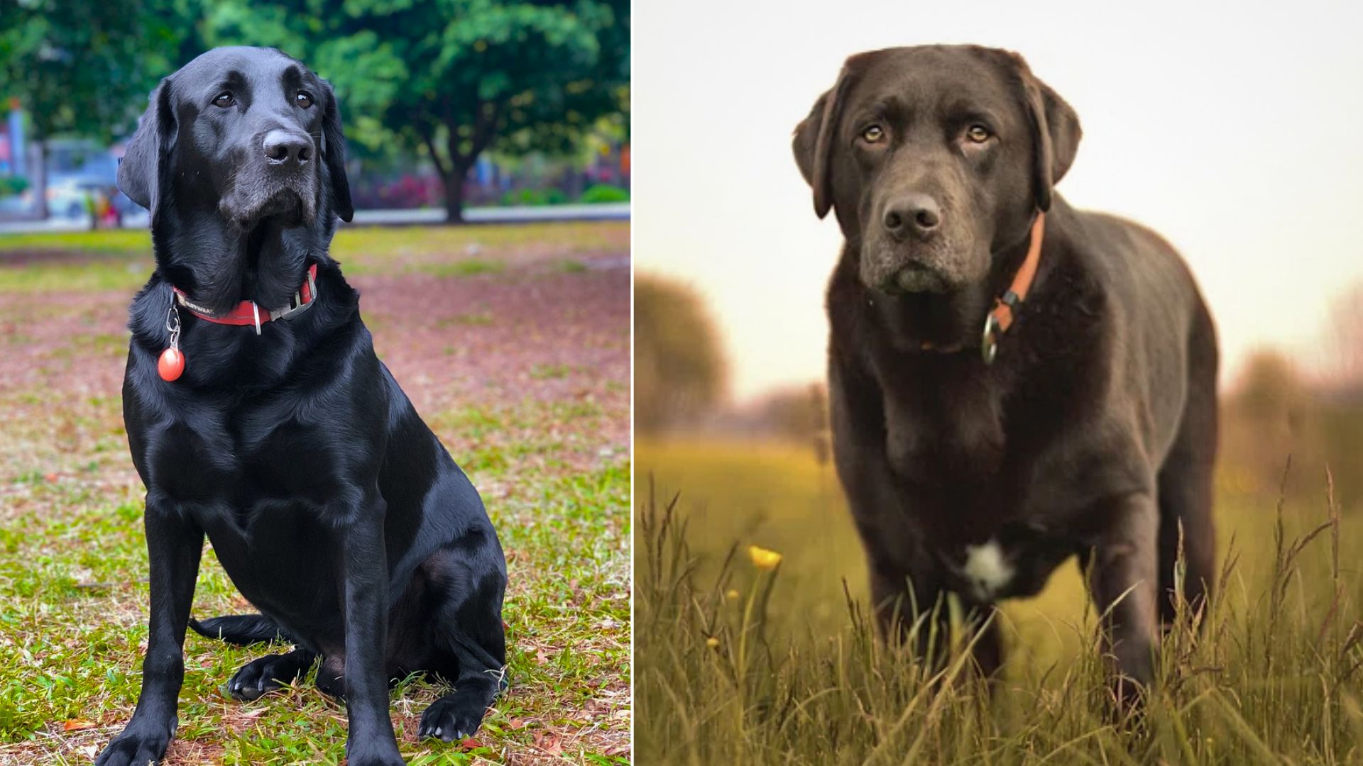 types of labradors 1