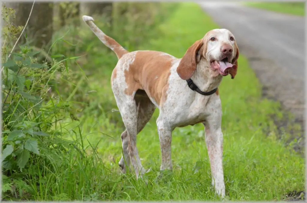 types de chiens d'arrêt