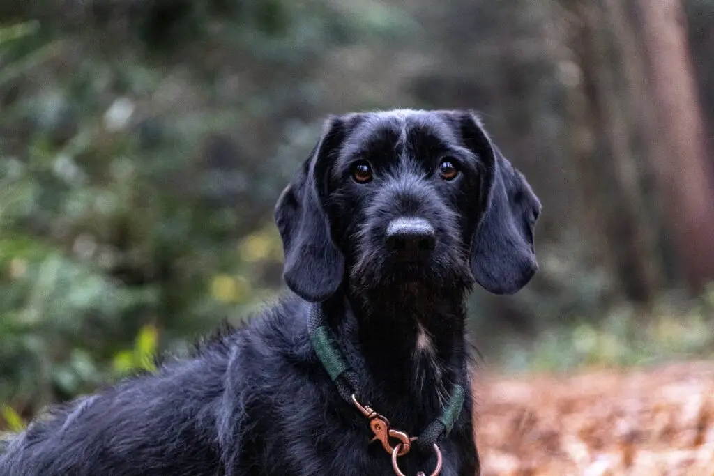 types de chiens d'arrêt