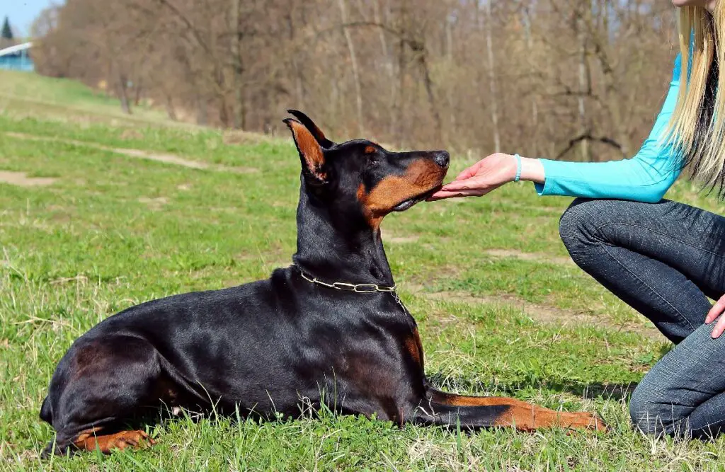 types de chiens d'assistance
