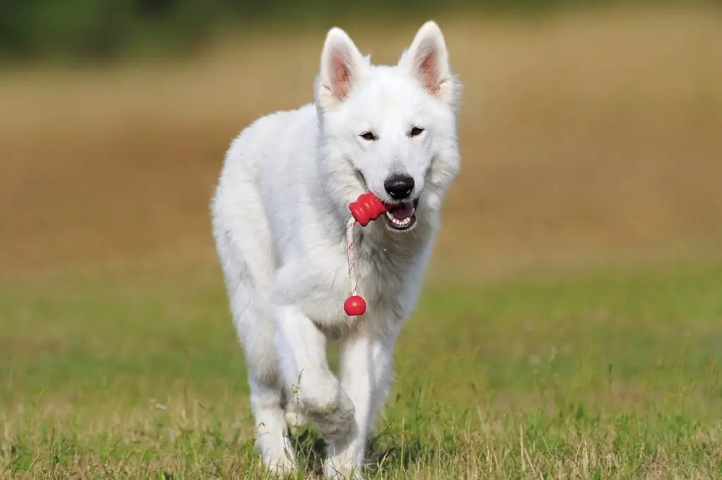 types de chiens de berger