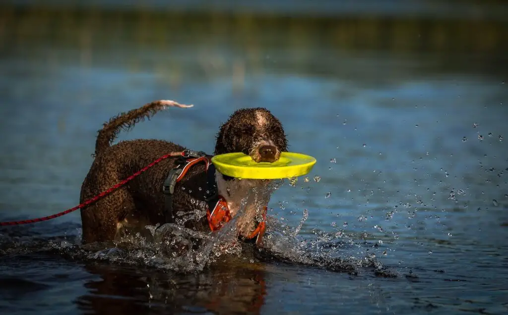 Chiens d'eau