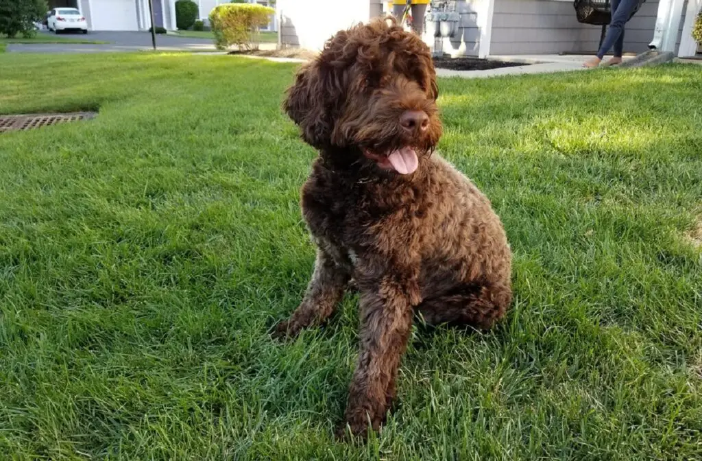 chiens aux pieds palmés
