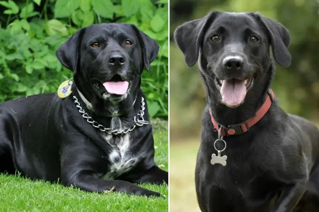 quels sont les différents types de labrador retrievers