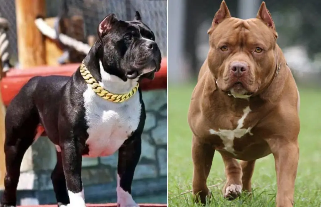 quels pays ont interdit les pitbulls