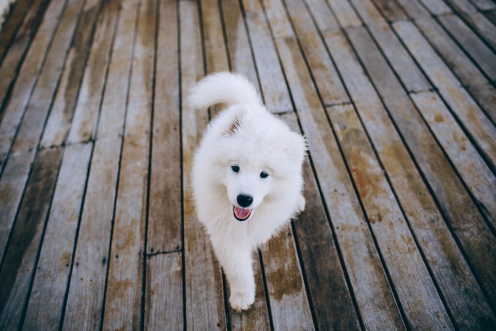 à quoi ressemblait le premier chien
