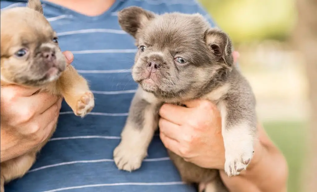 à quoi ressemble un bouledogue français