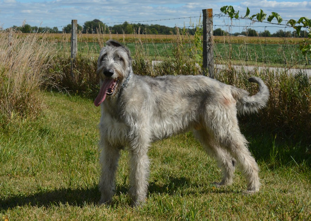 à quoi ressemble un chien de chasse
