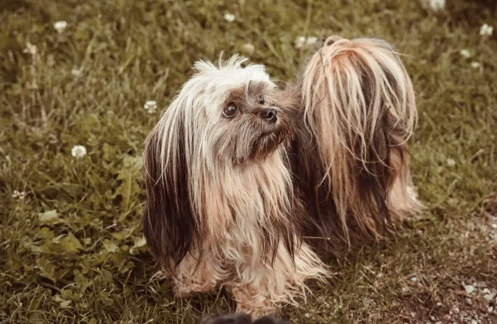 quels chiens peuvent être des chiens d'assistance à l'équilibre