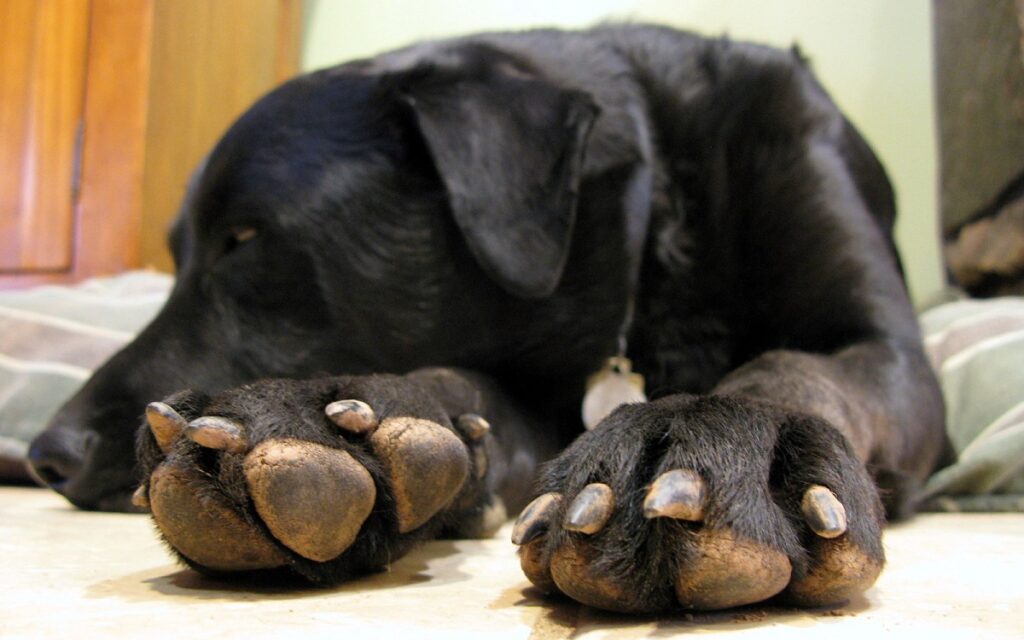 quels chiens ont les pattes palmées
