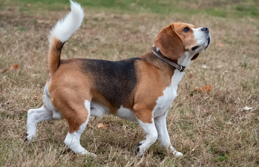 qu'est-ce qu'un chien de chasse