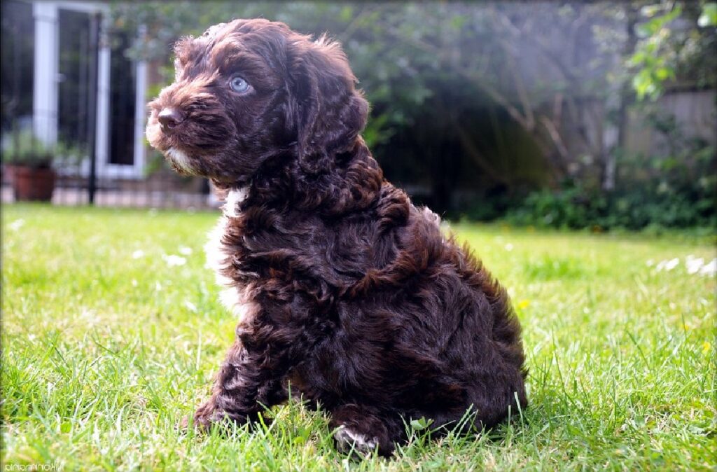 qu'est-ce qu'un chien ours en peluche
