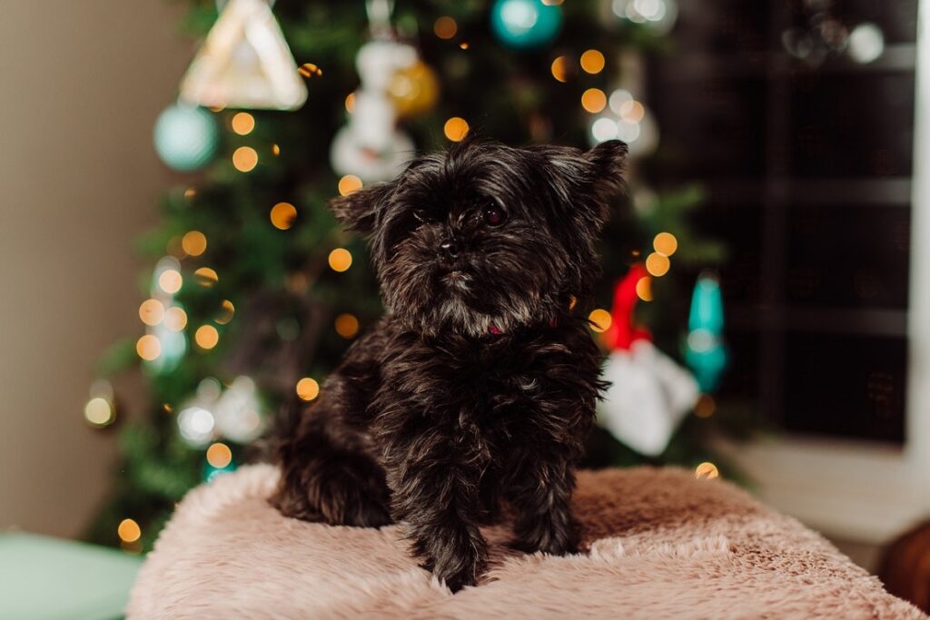 qu'est-ce qu'un chiot ours en peluche
