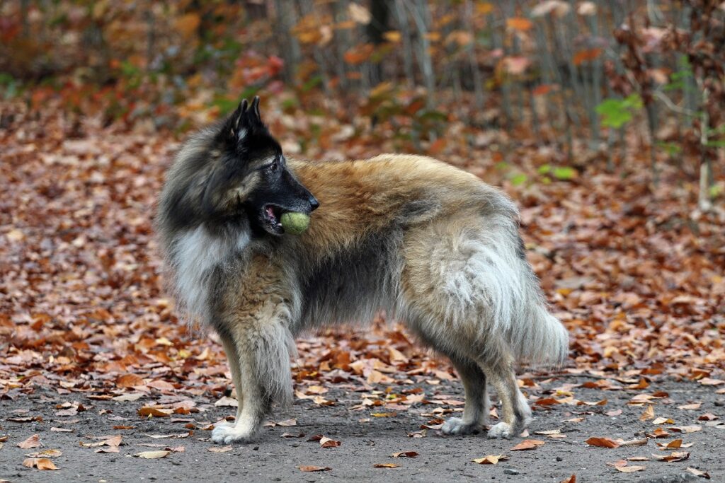 qu'est-ce qui est considéré comme un gros chien
