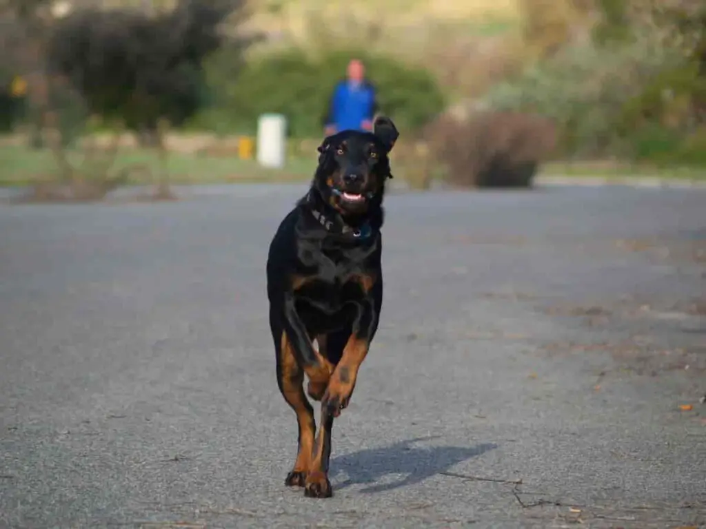 quel est le meilleur chien de chasse
