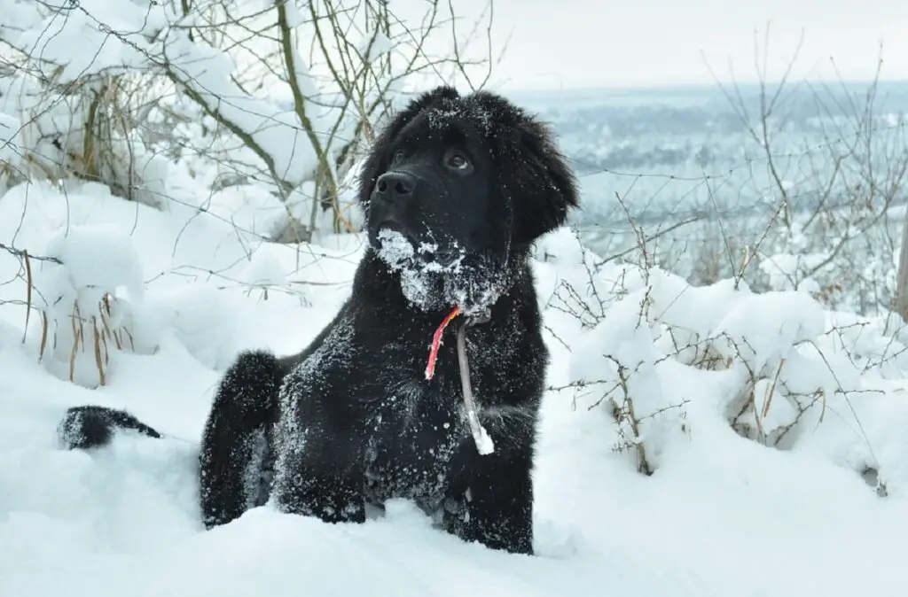 quel est le chien le plus sympathique
