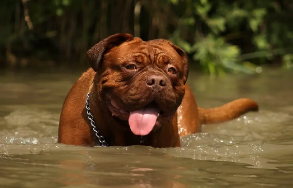 race de chien la plus dangereuse
