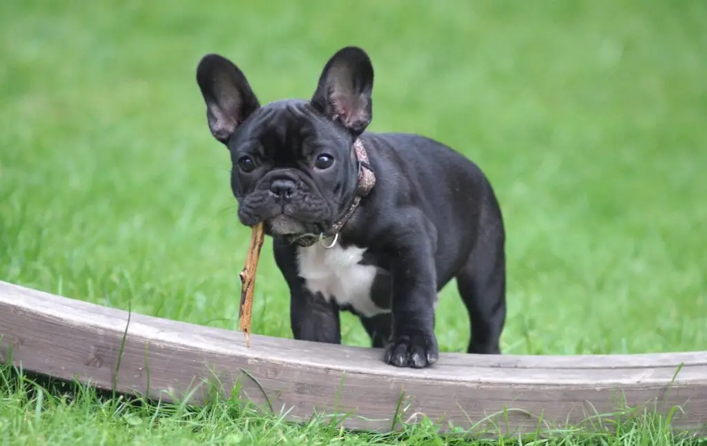 quel est le chien le plus fidèle
