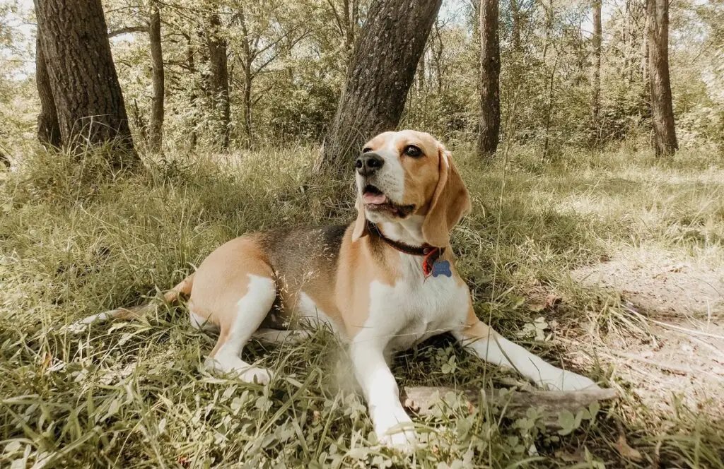 quelle est la race de chien la plus fidèle
