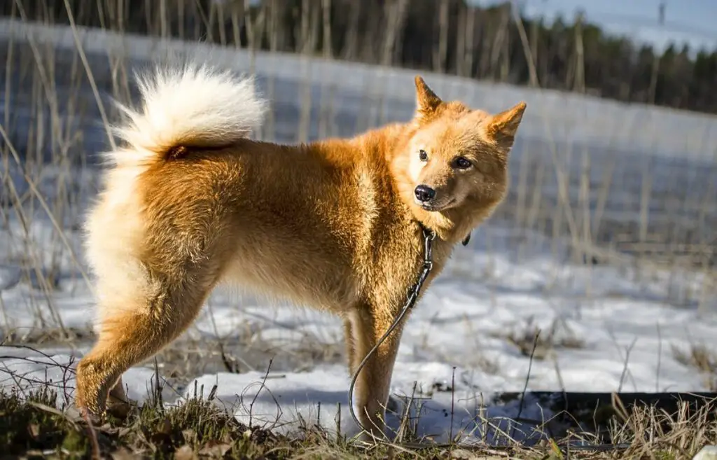 quelle est la race de chien la plus rare
