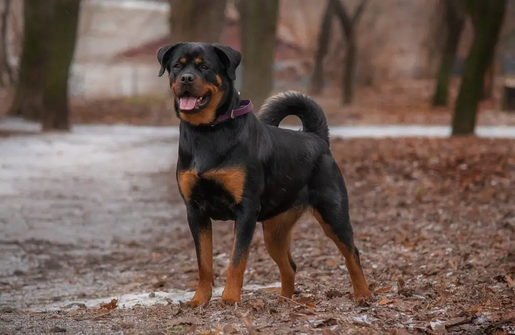 quelle est la race de chien la plus forte
