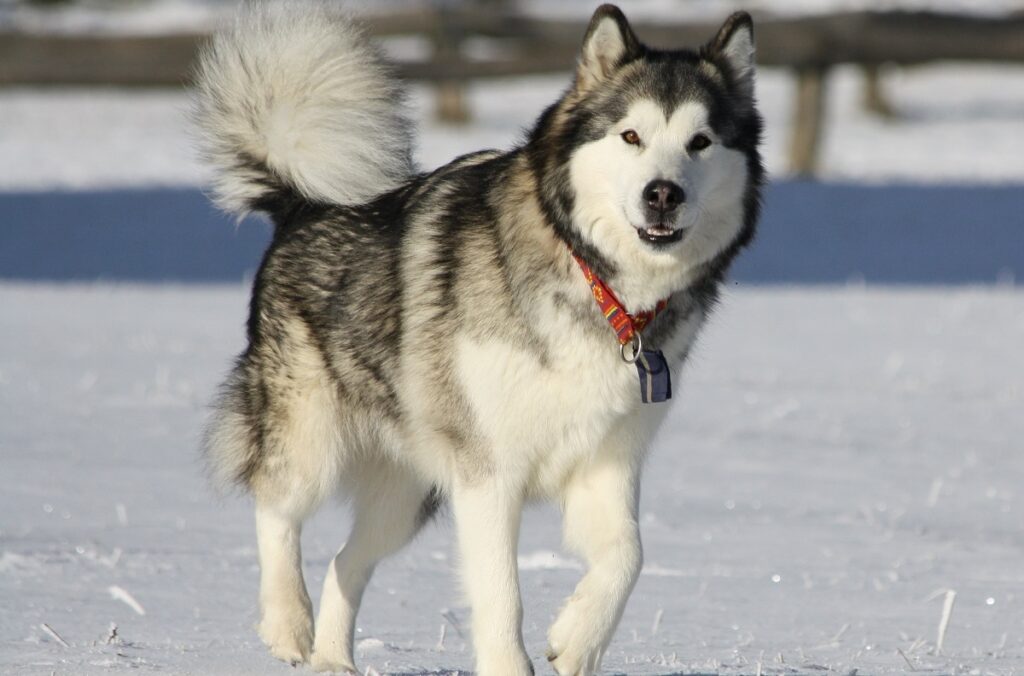 quelle a été la première race de chien
