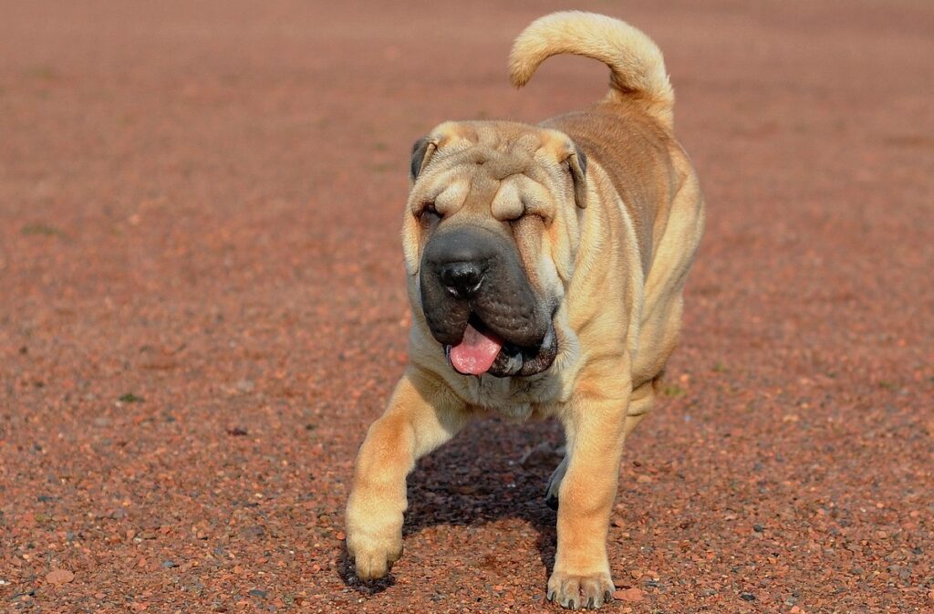 quel a été le premier chien sur terre
