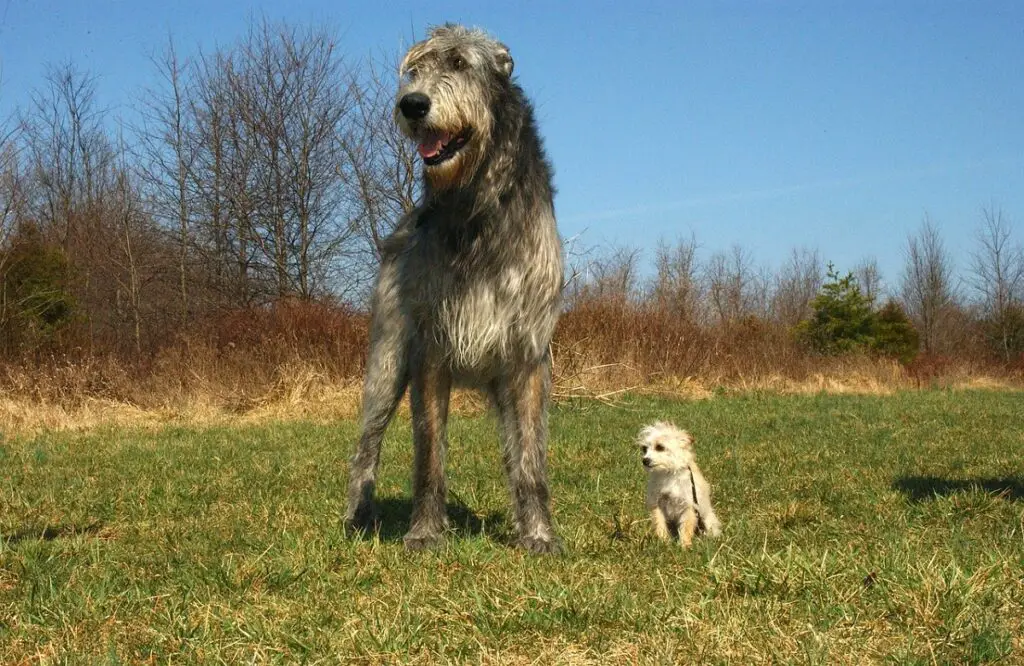 quelle est la race de chien la plus forte
