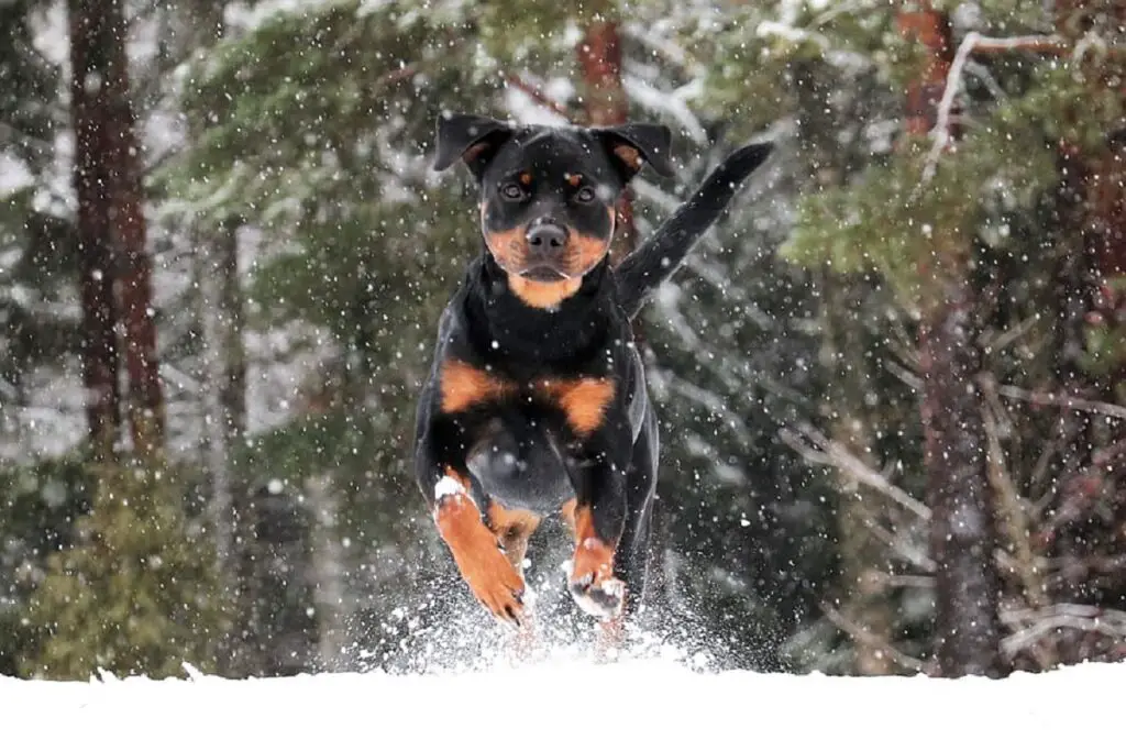 les chiens les plus dangereux pour les humains
