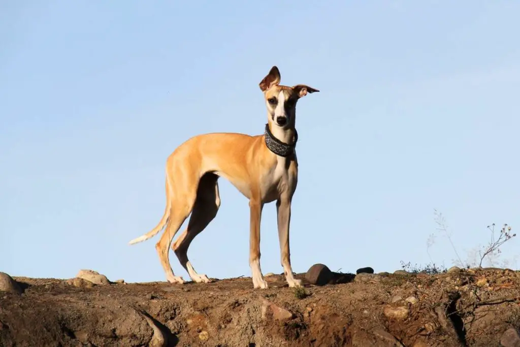 lévrier whippet