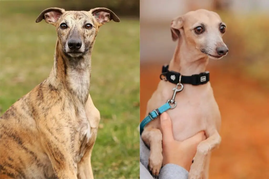 whippet contre lévrier italien