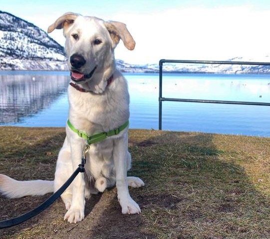 chien blanc d'Alaska