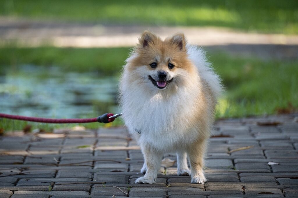 chiens blancs et bruns
