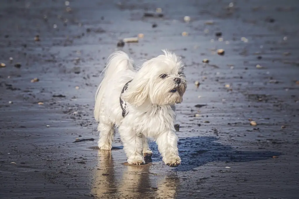 chien blanc
