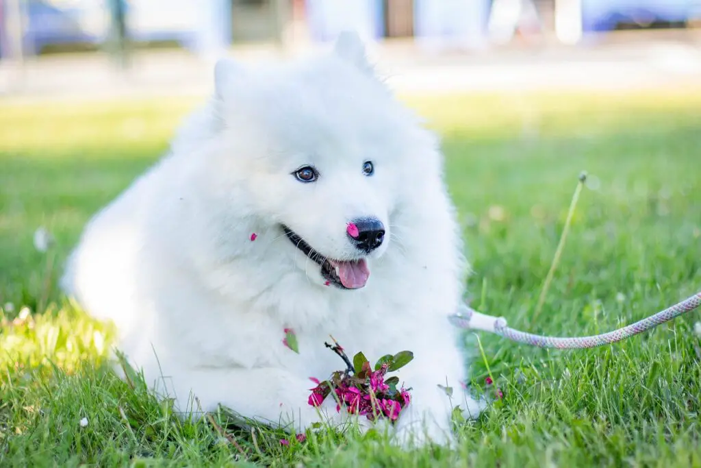 races de chiens blancs
