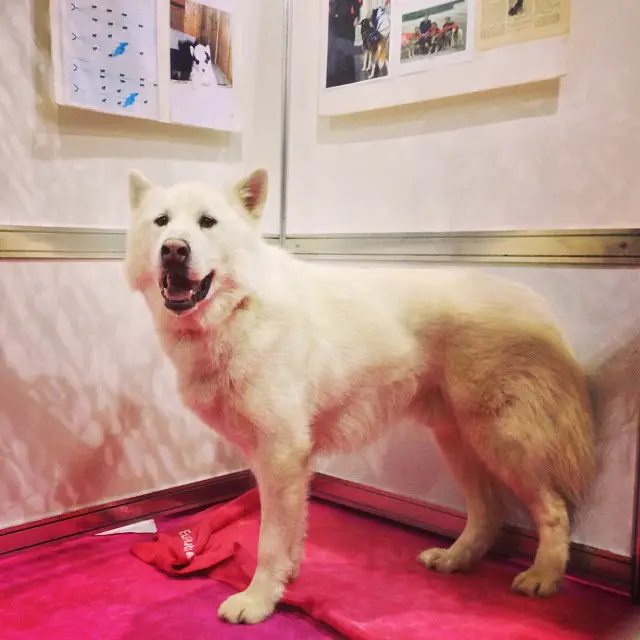 chien blanc qui ressemble à un husky
