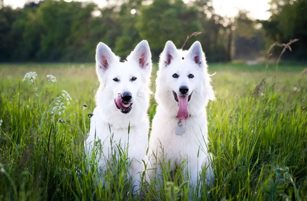 chien blanc moelleux
