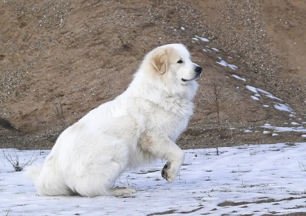 races de chiens blancs moelleux
