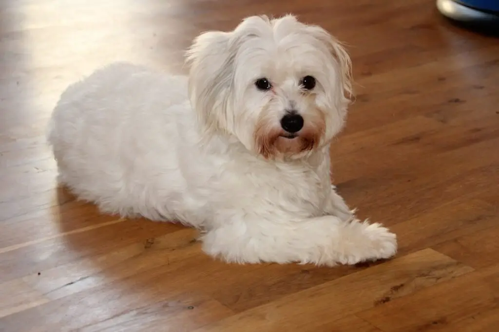 chiots blancs
