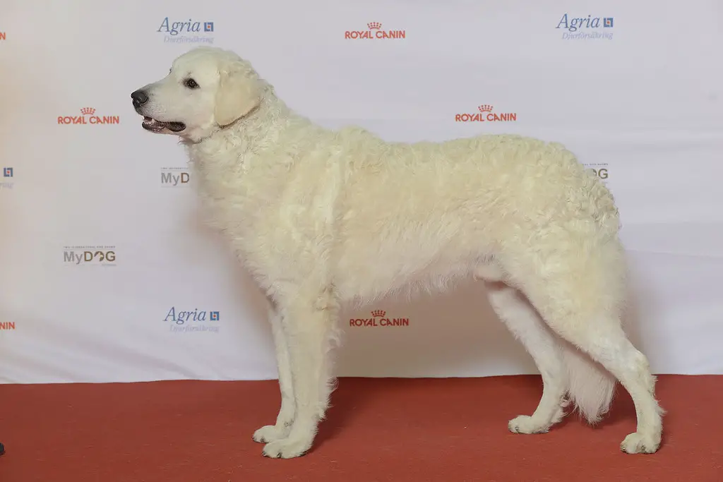 chien blanc à poils longs
