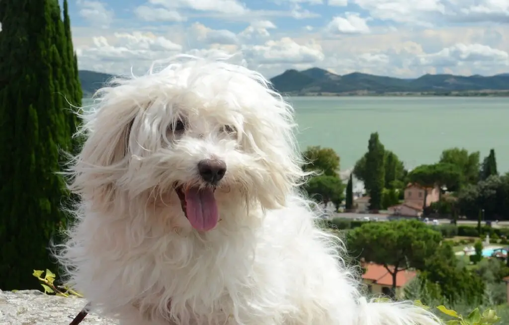 chien des neiges blanc
