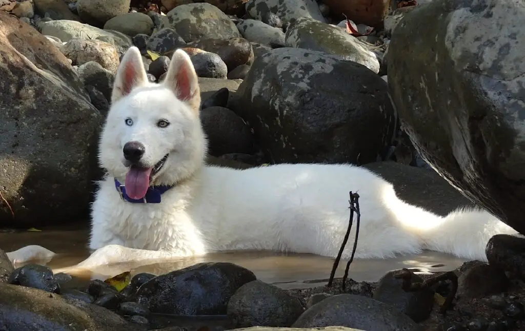 loup blanc husky sibérien
