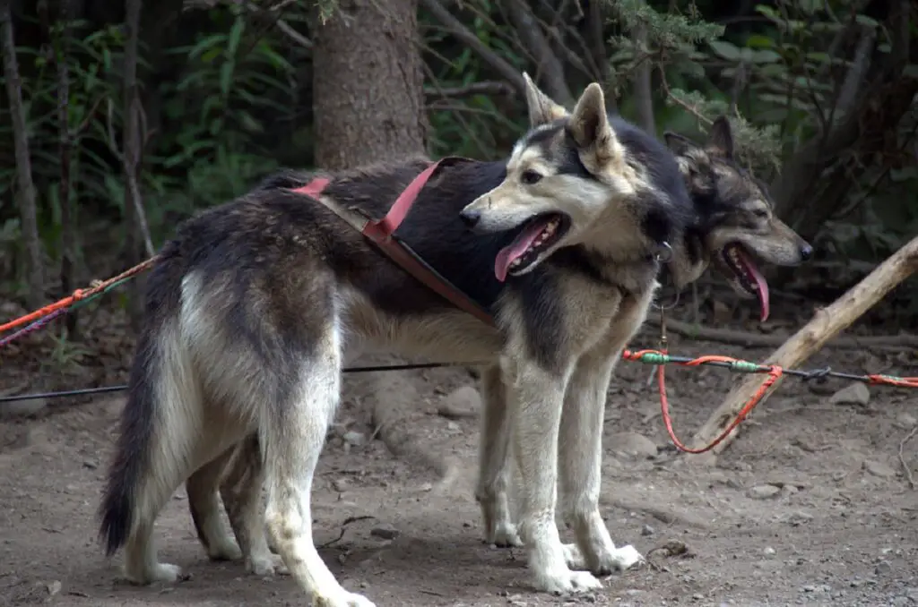 huskies d'Alaska