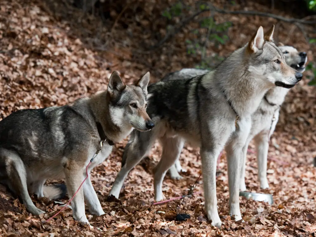 wolf dog breeds