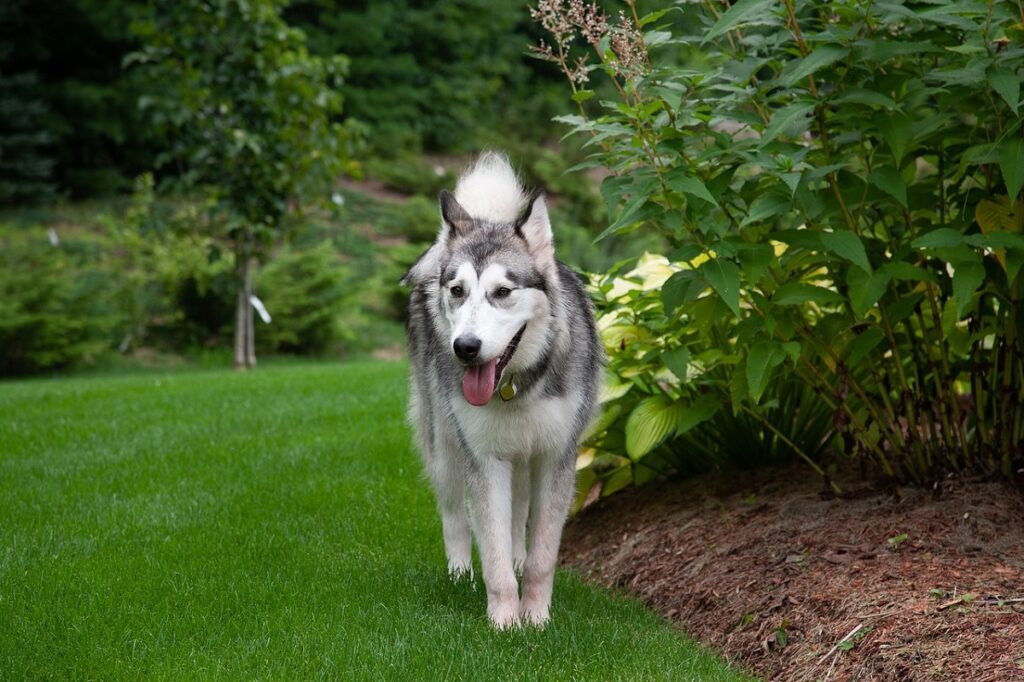 la race de chien la plus ancienne du monde
