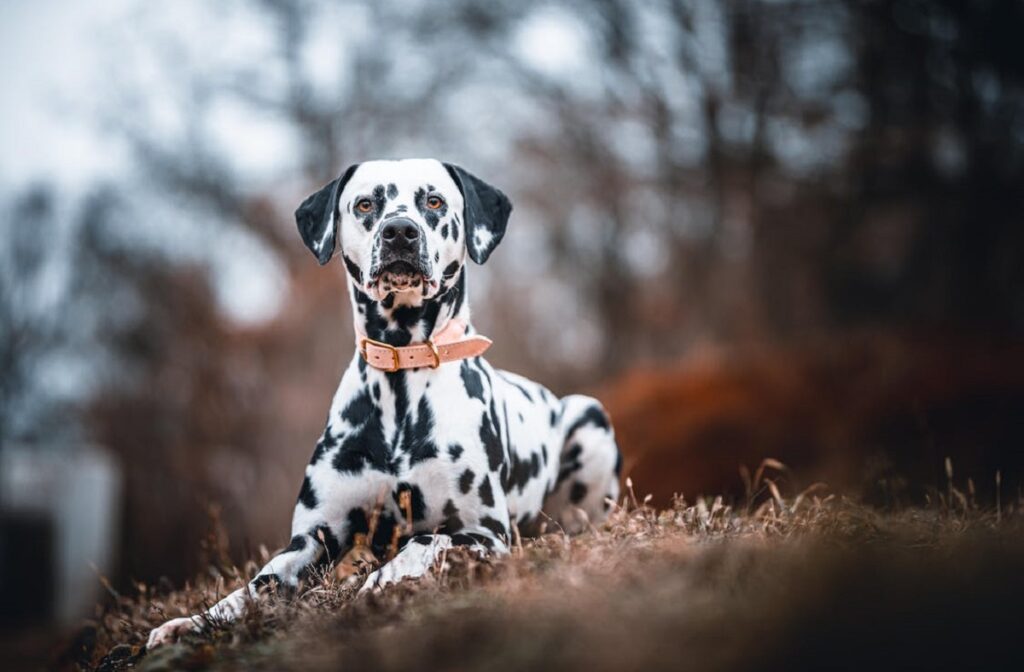 le plus beau chien du monde
