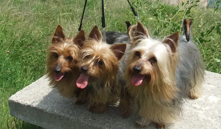 terrier australien soyeux