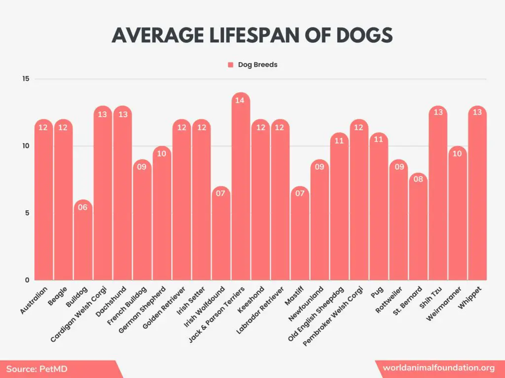 statistiques sur les chiens