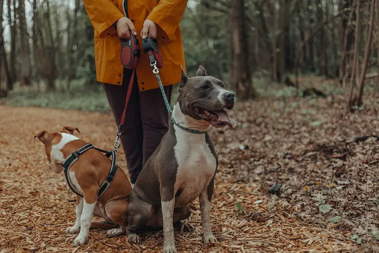 combien y a-t-il de chiens